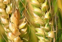 天选72号小麦栽培技术要点，适宜播种期以9月下旬为宜