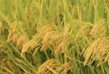 广优华占水稻栽培技术要点，籼型三系杂交水稻品种