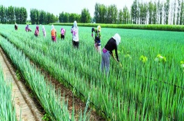 大葱喷洒除草剂需要注意什么，不同生长阶段使用不同的除草剂