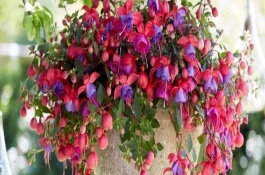 倒挂金钟叶子发蔫怎么办，要在室内进行修剪