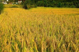 丰两优9号水稻栽培技术要点，中抗纹枯病抗性5级