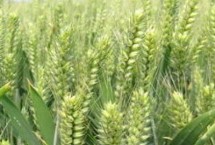 宁红麦618小麦栽培技术要点，每亩有效穗32.3万