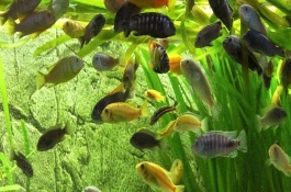 鱼缸消毒用什么药剂，就是用盐水消毒