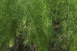 茴香的种植管理技术，播种前需浸种一天