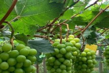 阳光玫瑰和晴王葡萄的区别，晴王葡萄是地理标志产品