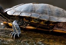 巴西红耳龟能否认主，可以认主但所需时间较长