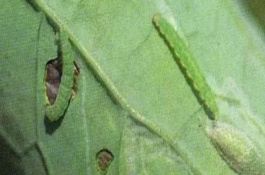 小菜蛾的危害，可农业防治、物理防治或化学防治