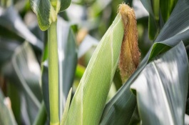 美豫811玉米栽培技术要点，4月下旬至5月上旬播种