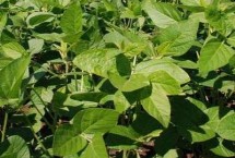 东农豆251大豆栽培技术要点，避免种植密度过大引起倒伏