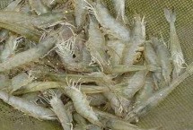 南美白对虾的简介，产量高、价值高、抗病力强