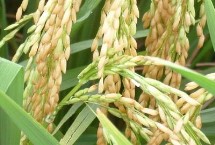 耕香优579水稻栽培技术要点，每亩有效穗数17.0万穗