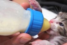 如何给母猫挤奶，注意不要喂食牛奶