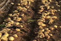 土豆怕冻吗，对土壤要求高且不耐高温