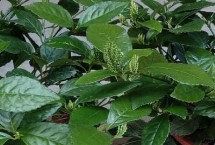 珠兰花栽培注意事项，常用压条、扦插和分株繁殖