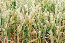 西农920小麦栽培技术要点，属半冬性中熟品种