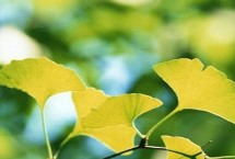 树叶可以做肥料吗，不同植物的树叶形状不同