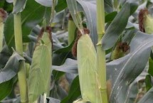 国美606玉米栽培技术要点，出苗至成熟123天左右