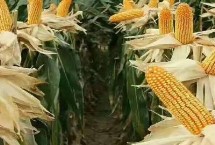 临黑糯1号玉米栽培技术要点，中抗南方锈病