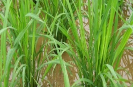 东研稻18水稻栽培技术要点，属晚熟品种