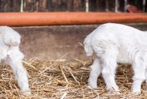刚产下的羊羔要打哪些疫苗，可能是先天不足