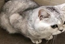 如何避免猫去卫生间喝水，可能是猫喜欢活水