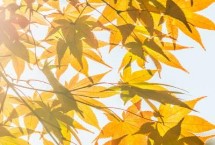 立秋是否等于入秋，二者不能画上等号