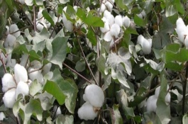 皖杂棉11号棉花栽培技术要点，比对照品种皖杂40早1天