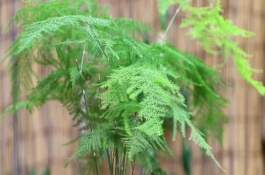 怎么养殖盆栽文竹，因受到暴晒而发黄需转移到半阴处