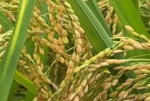 桂浙优8699水稻栽培技术要点，适宜中高肥力水平栽培