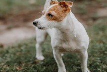 狂犬病症状，通常没有具体的时间