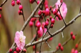 梅花的开放时间，通常为1-3月份