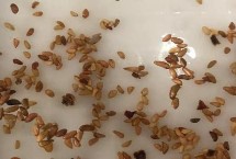 纸巾催芽方法，不同的方法适用于不同种子