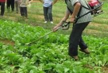 喹硫磷属于限用农药吗，非限用农药、可对蔬菜使用