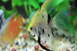 热带鱼喂什么食物合适，取决于饲养的品种