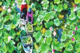 莲子冬天会不会冻死，通常是在夏季进行