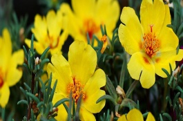 午时花在什么时候开，属于梧桐科一年生草本植物