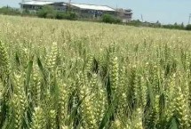 瑞麦66小麦栽培技术要点，全生育期240.3天