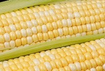 盛玉179玉米栽培技术要点，中抗丝黑穗病