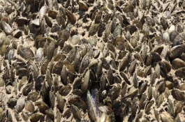 海瓜子的简介，排干水塘再将种苗均匀撒在塘面上