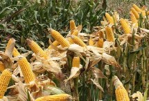 先玉糯046玉米栽培技术要点，中抗穗腐病