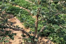 苹果树分雌雄吗，最重要的就是枝叶的修剪和整形