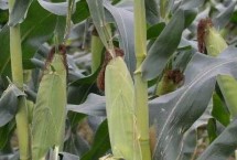 中油玉189玉米栽培技术要点，注意防治病虫害