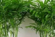 散尾竹放在家里好吗，散尾竹叶片宽厚、凤尾竹叶片细小