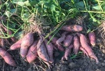 甘薯和红薯的区别，二者其实没有实质性区别、只是叫法有差异
