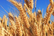 卓麦20小麦栽培技术要点，每亩适宜基本苗18～22万