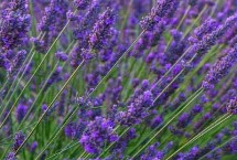 马鞭草的花语，薰衣草的花序呈轮伞状