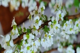雪柳可以耐寒多少度，每隔3-5天就要换水一次