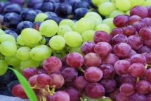 葡萄不套袋可以吗，要及时施肥并加强水分管理