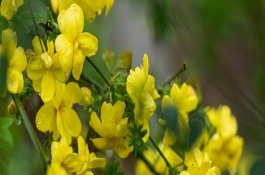 迎春花在室外如何过冬，室温要保持在8℃以上