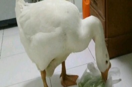 鹅能当宠物养吗，鹅可以当宠物养